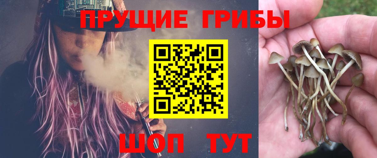 Псилоцибиновые грибы Psilocybe  Саров  Галлюциногенные грибы Psilocybe 